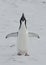 Adult Adelie penguin tokuet.