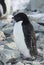 Adult Adelie penguin, which molt.