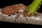 Adult Aetalionid Treehopper