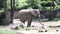 Adult African bush elephant uses its trunk to clean itself by throwing mud on its belly. Loxodonta africana stands and shows off