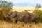 Adult african bush elephants grazing in African savanna