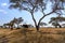 Adult African elephant Loxodonta africana between umbrella acacia trees in the African savanna