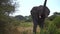 Adult African Elephant Raising Trunk in Front Of Camera, Close Up