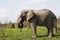 Adult African elephant side view