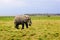 Adult African elephant in the swamp