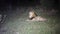 Adult African lion resting in the African savannah of South Africa at night