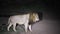 Adult African lion walking in the African savannah of South Africa at night