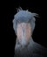 Adult African shoebill stork  - Balaeniceps rex - looking at camera with serious stare