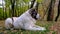 An adult Alabai, a fluffy dog â€‹â€‹of white and black color without a chain, lies in nature