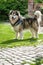 An adult Alaskan Malamute stands on the yard