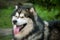 Adult Alaskan Malamute with tongue, summer heat