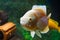 Adult albino tiger oscar, big and very aggressive freshwater cichlid inspect visitors, cute, intelligent and a great pet