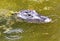 Adult Alligator head with and orange winged insect perched on a brow showing at surface of the water in a pond