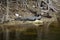 Adult Alligator and turtle resting among the rocks on the shore of a pond