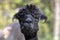 Adult alpaca standing in a field