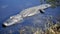 Adult American Alligator Stalking in Water