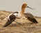 Adult American Avocet