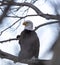 Adult American Bald Eagle peeking out of a tree