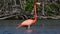 The Adult American flamingo or Caribbean flamingo Phoenicopterus ruber.