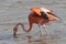 Adult American Flamingo foraging in a pond - Floreana Island, Galapagos