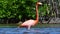 The Adult American flamingo in the water of the pond.