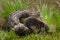 Adult American Mink Neovison vison Carries Kit Away