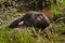 Adult American Mink (Neovison vison) in Marshy Area