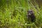 Adult American Mink Neovison vison Pops Up From Grass