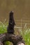 Adult American Mink (Neovison vison) Sits Up on Log