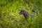 Adult American Mink Neovison vison Stands in Grass