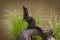 Adult American Mink Neovison vison Stands Up on Log