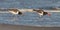 An adult american oyster catcher and its young