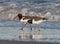 An adult american oyster catcher and its young