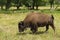 An adult American plains bison in a pasture