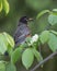 Adult American Robin with a lot of bugs