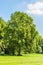 Adult American tulip tree, Liriodendron tulipifera