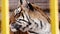 Adult Amur tiger sitting in a cage