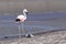 Adult Andean flamingo (Phoenicoparrus andinus)