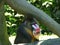 Adult angry looking mandrill sitting under a huge branch