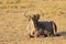 Adult antelope gnu