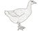 Adult antistress coloring bird, duck, goose pattern, astrakhan. Illustration of black lines doodle, white background