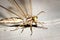 Adult Antlion lace wing Myrmeleontidae sitting cleaning itself