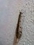 Adult Antlion lace wingMyrmeleon formicarius - sitting on wall