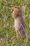 Adult Arctic Ground Squirrel