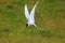 Adult arctic tern (sterna paradisaea), in Vatnsnes, Iceland