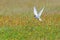 Adult arctic tern (sterna paradisaea), in Vatnsnes, Iceland