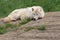 Adult arctic wolf