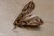 Adult Armyworm Moth