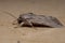 Adult Armyworm Moth