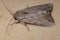 Adult Armyworm Moth